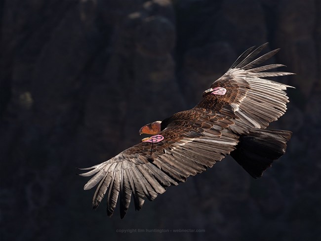 An adult condor with pink tags in flight.
