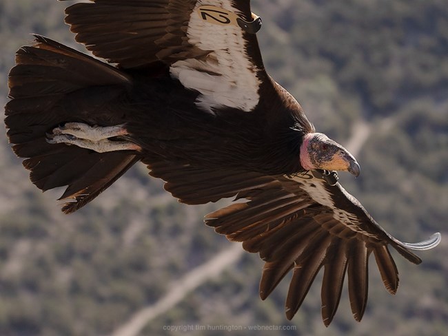 Condor 912 in flight.