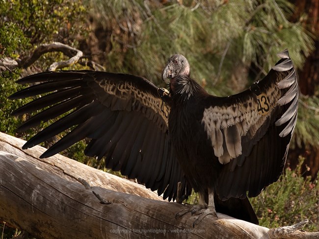 Condor 943 perched.