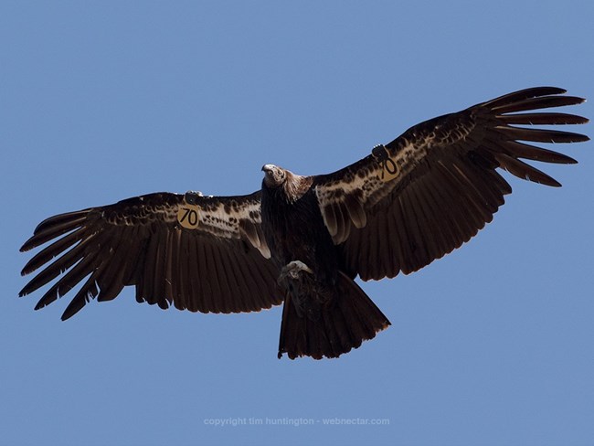 Condor 970 in flight.