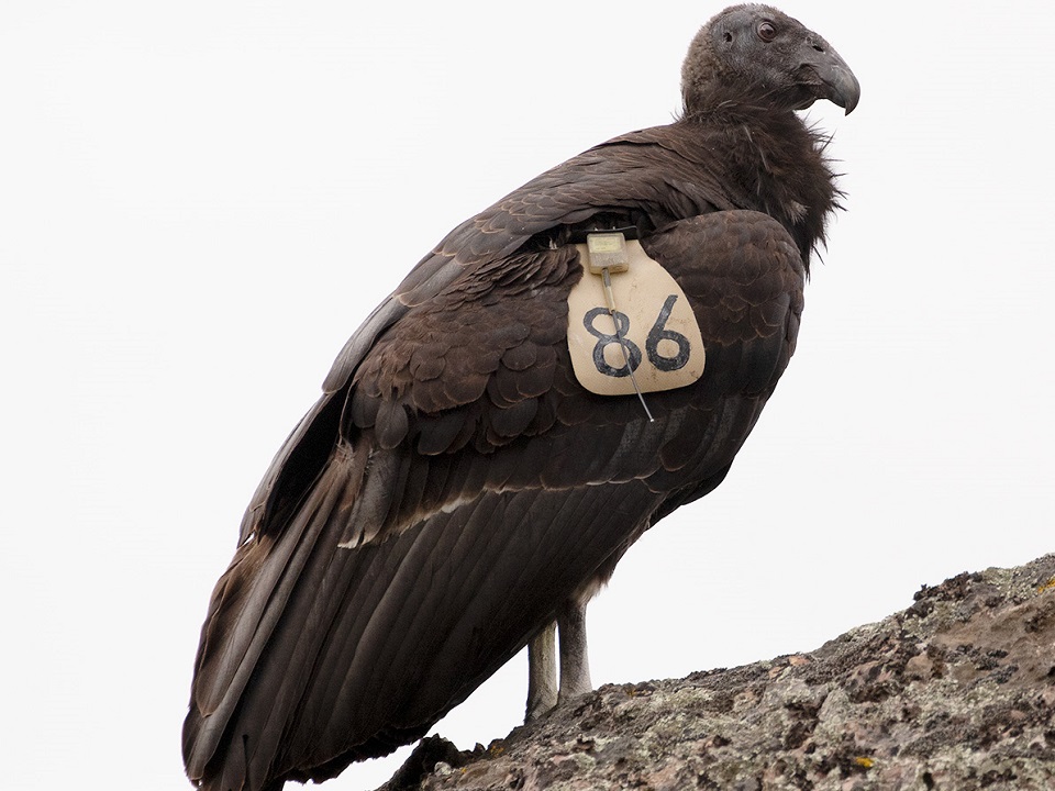 Condors with Tan Tags - Pinnacles National Park (U.S.