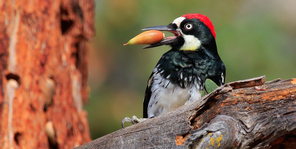 Acorn Woodpecker