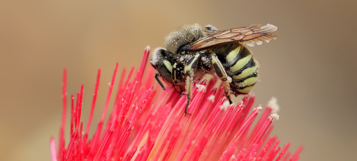 Bee On Venus Thistle Bee On Venus Thistle