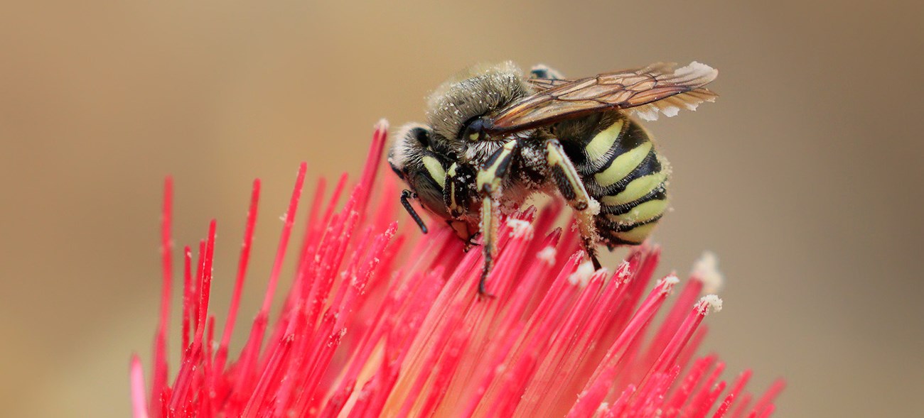 Bee On Venus Thistle