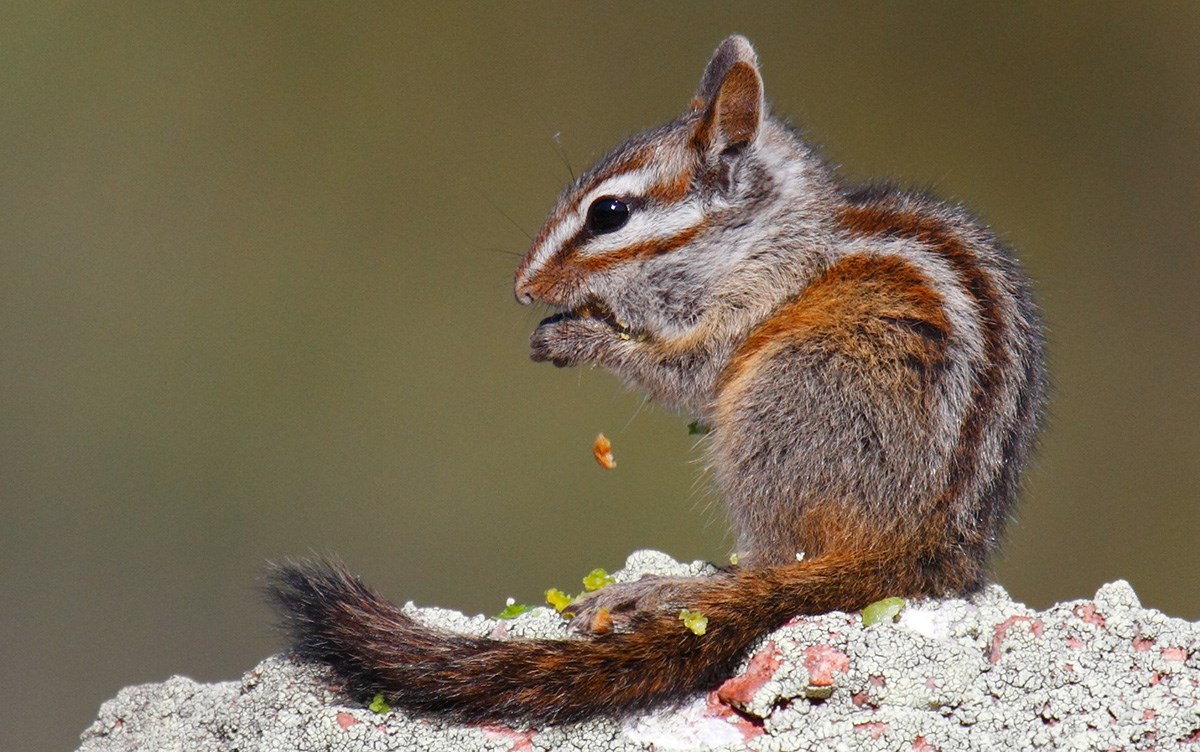 Merriam's Chipmunk Merriam's Chipmunk