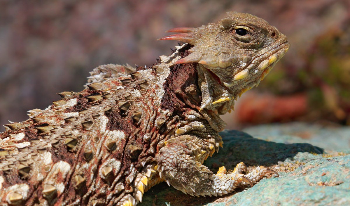 California Horned Lizard California Horned Lizard