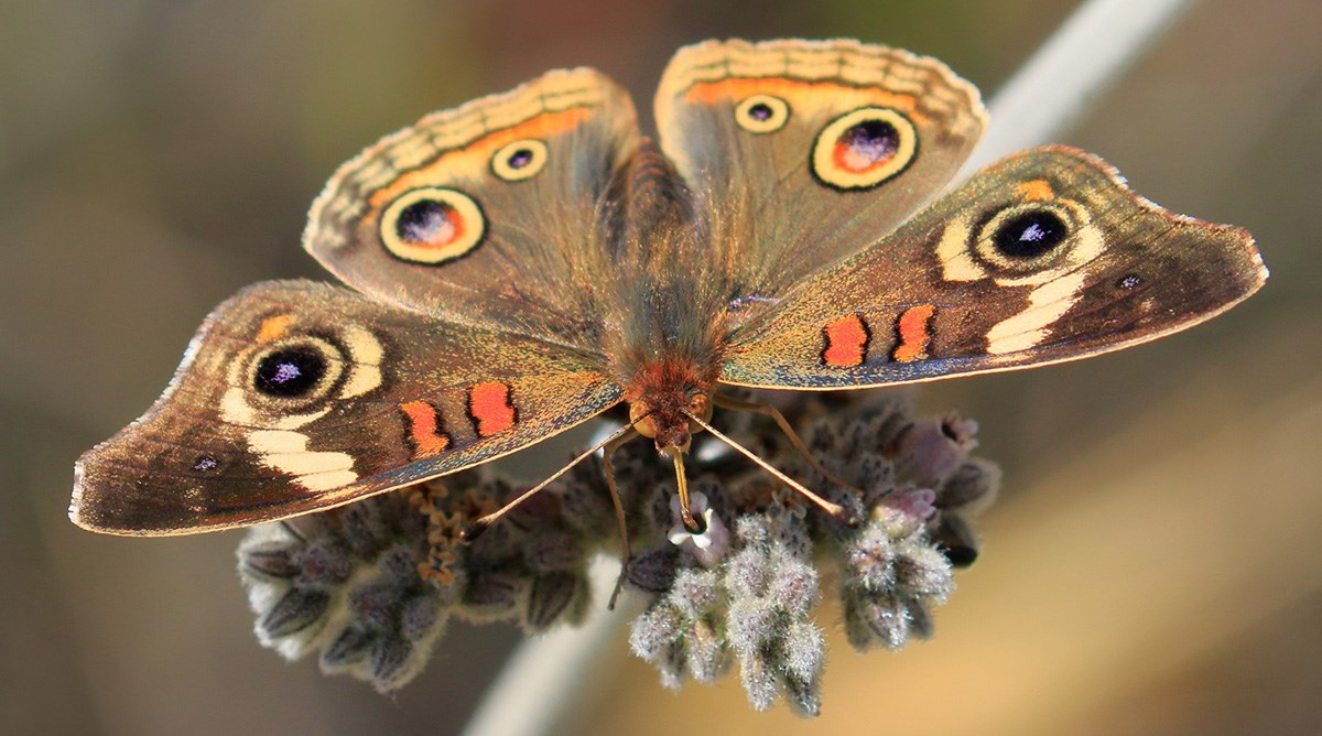 Common Buckeye Common Buckeye
