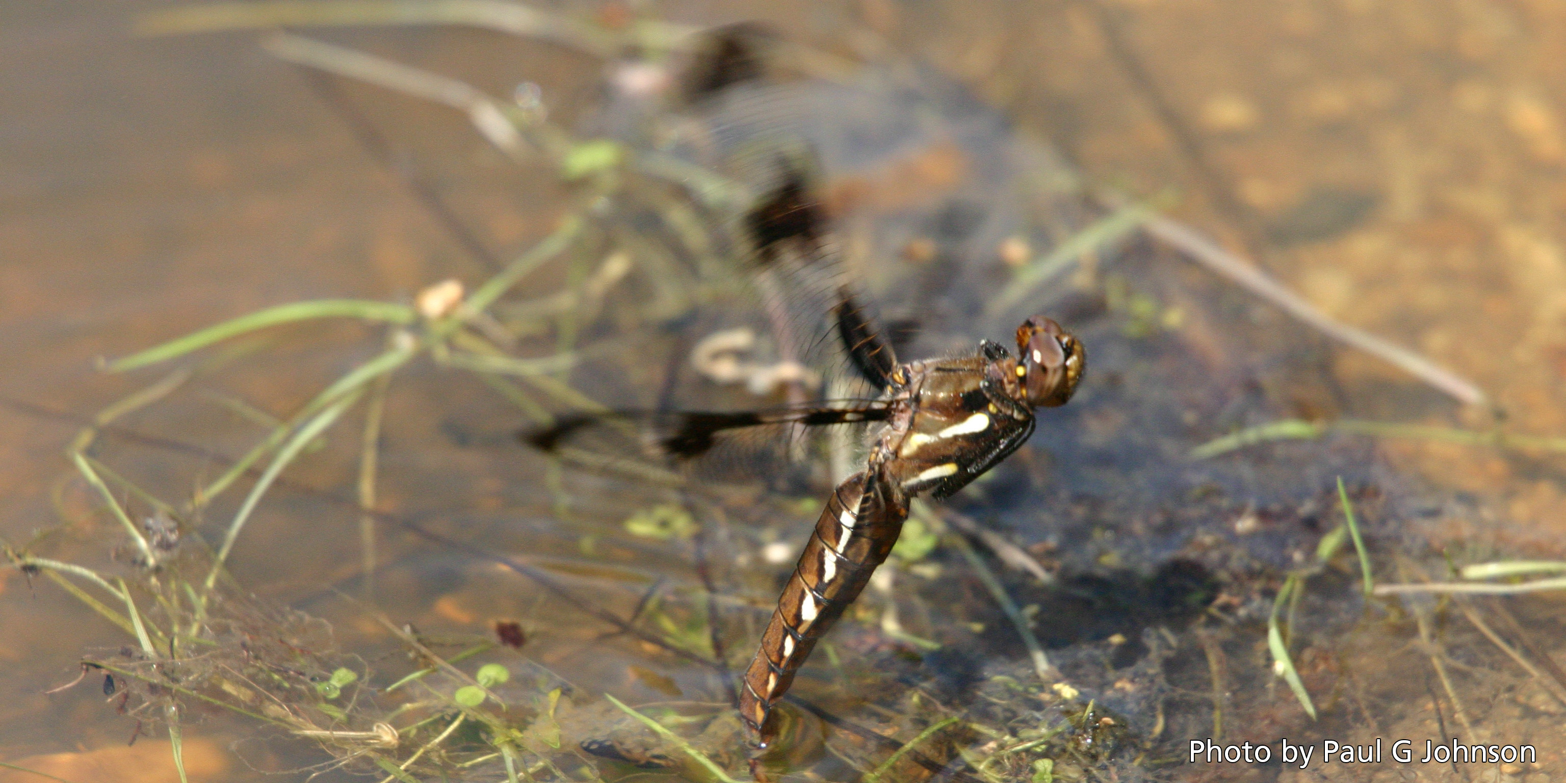Common Whitetail Dragonfly laying eggs in Bear Gulch Reservoir Common Whitetail Dragonfly laying eggs in Bear Gulch Reservoir