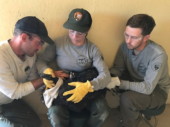 Biologists handle a condor to replace transmitters and test the blood for lead.
