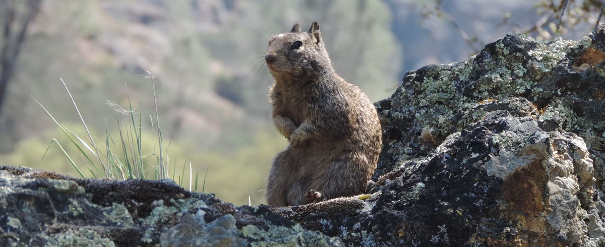 California Ground Squirrel A ground squirrel sits on a lichen-covered rock