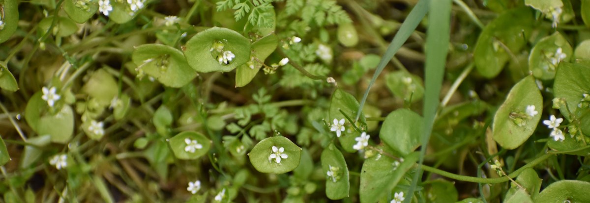 Small white flowers in bloom. Small white flowers in bloom.