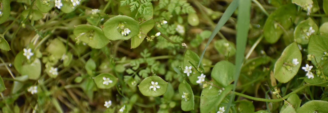 Small white flowers in bloom.