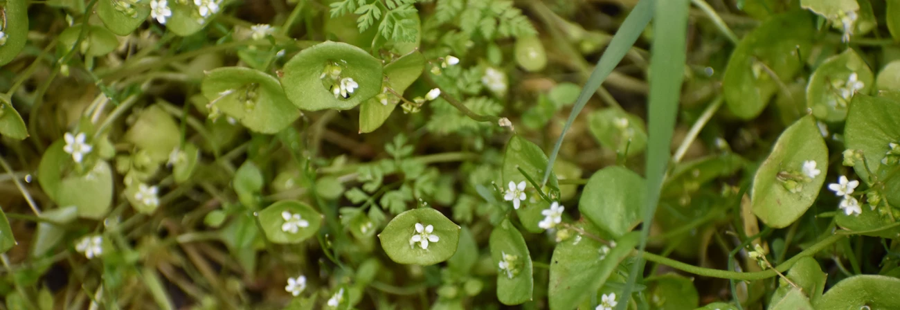 Miner's Lettuce Small white flowers in bloom.