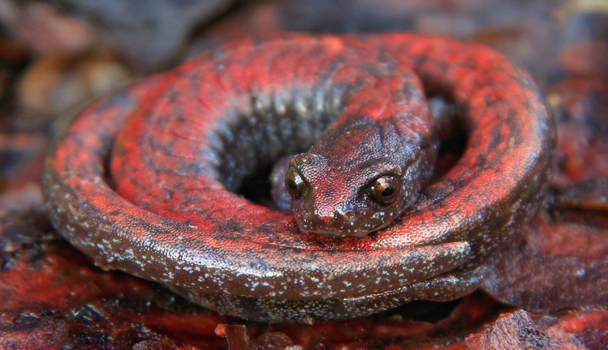 Gabilan Slender Salamander Gabilan Slender Salamander