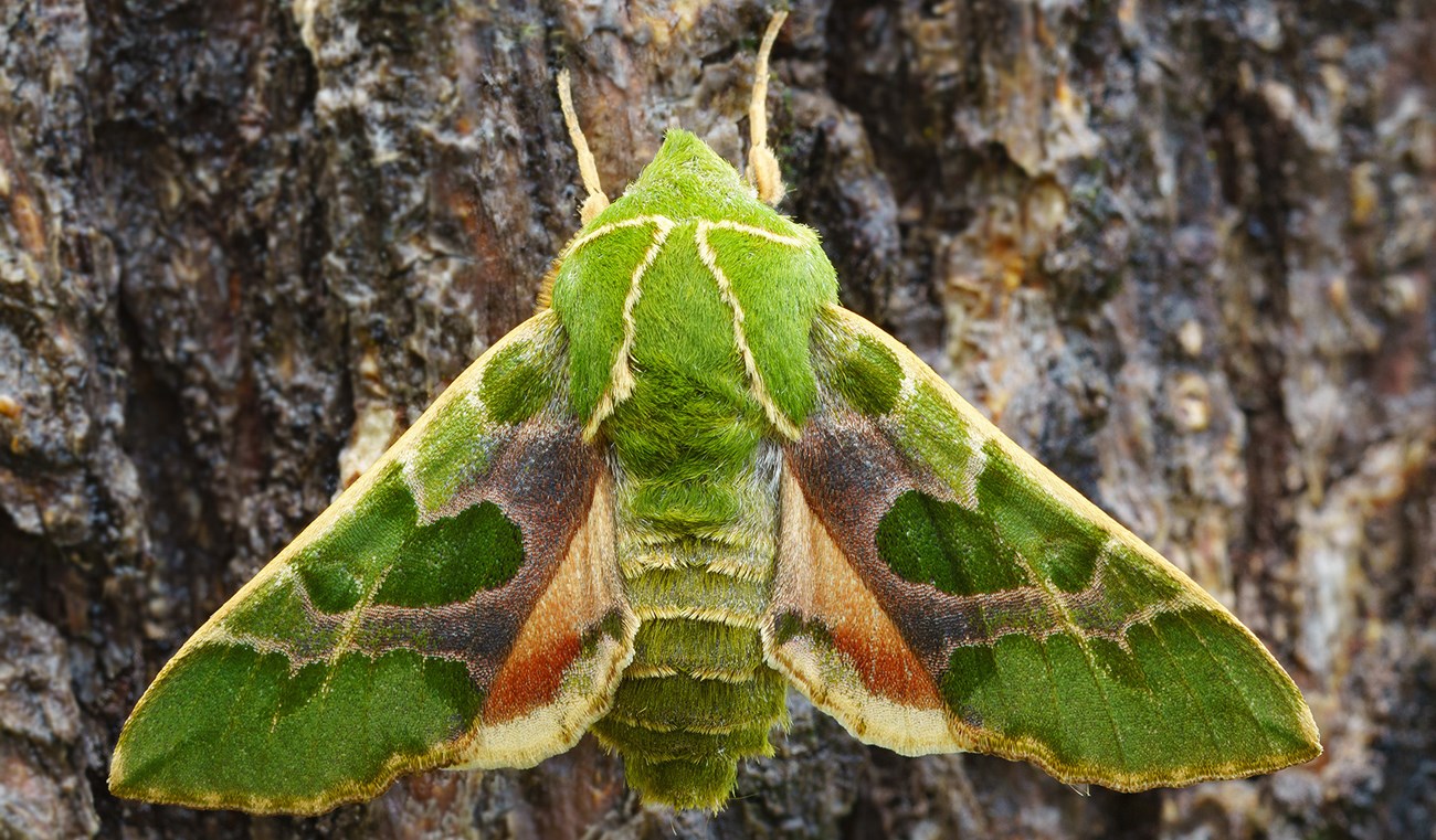 Pacific Green Sphinx Moth