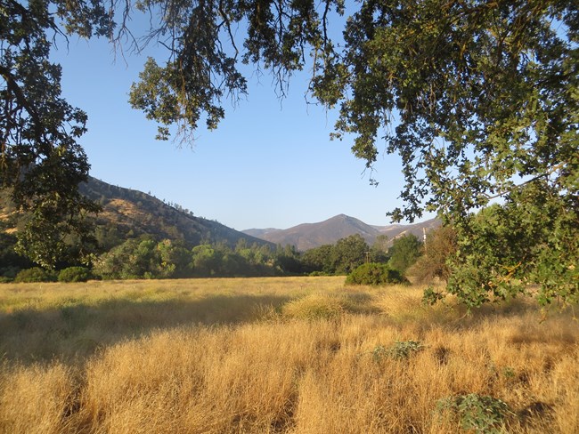 Golden grasses with mountains in the distance.