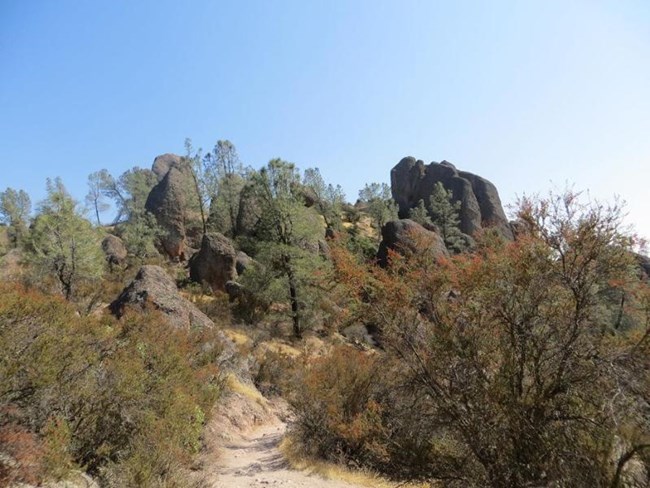 Chamise and other shrubs grow along the High Peaks Trail.