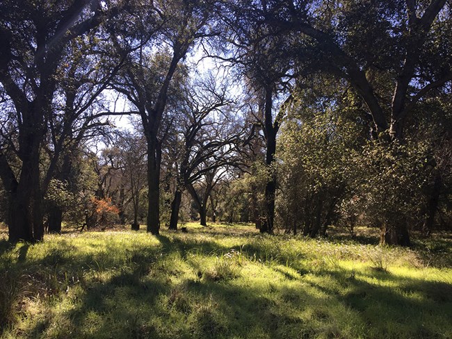 Oak trees cast shadows in the grass.