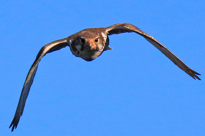 Prairie falcon Prairie falcon