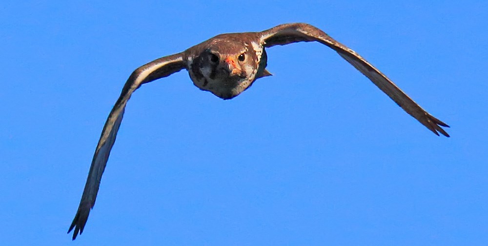 Prairie Falcon In Flight