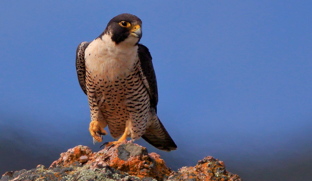Peregrine Falcon
