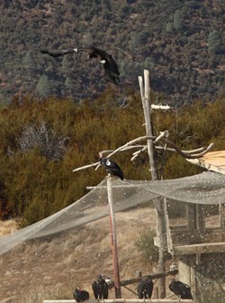 Condor Release