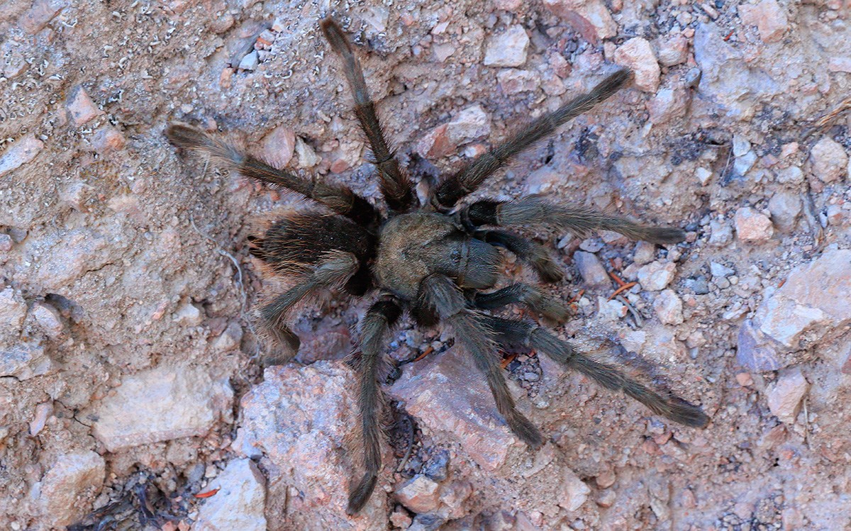 Tarantula In Condor Gulch