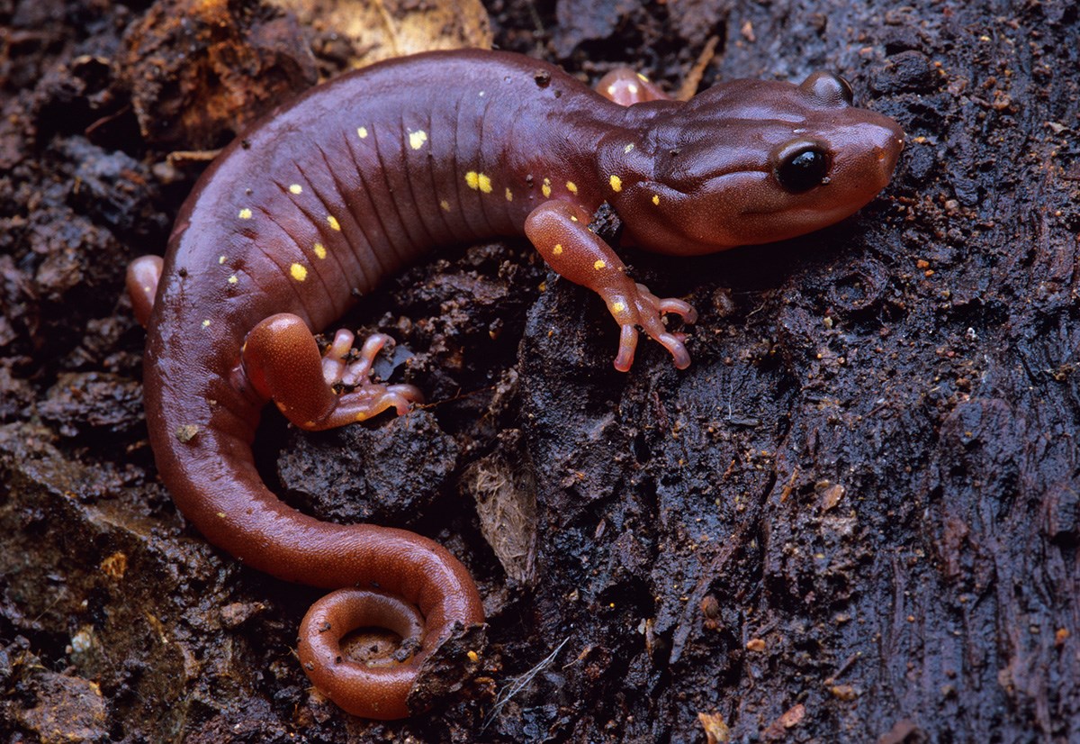 amphibians pinnacles national park u s national park service