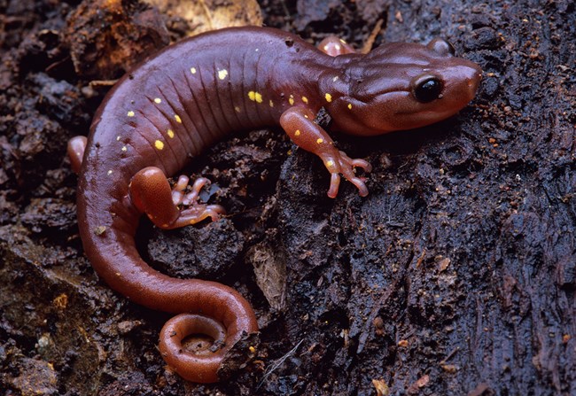 Arboreal Salamander