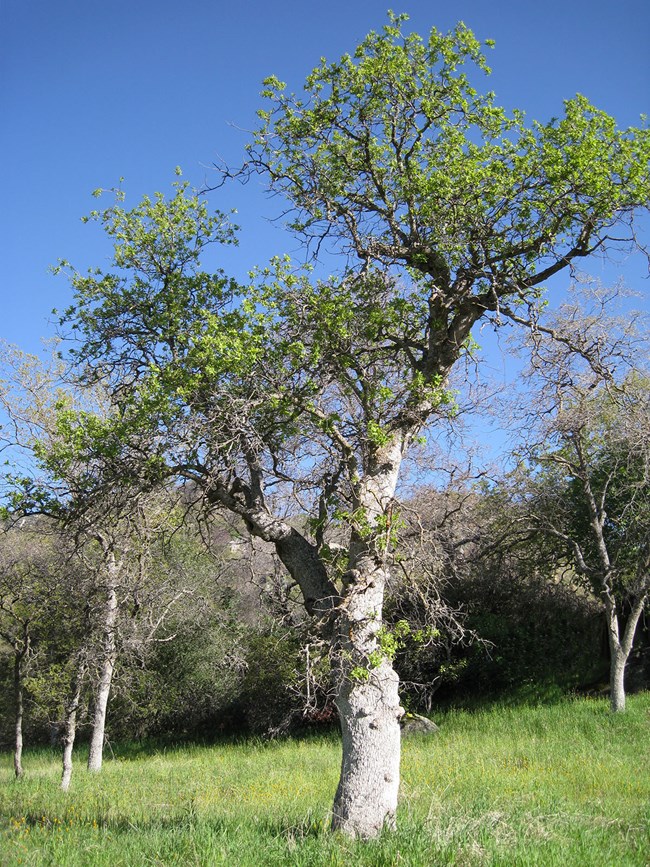 Blue oak tree at Pinnacles National Park.