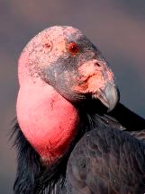 California condor