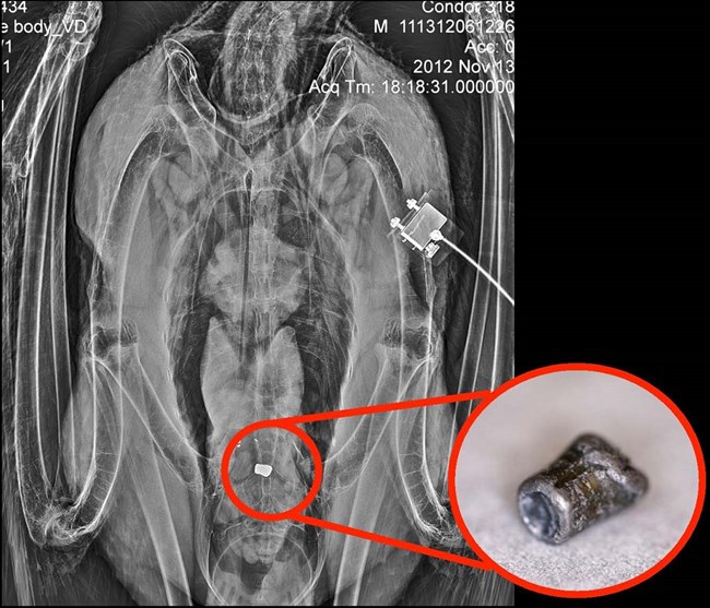 Radiograph of condor with lead fragments in digestive tract