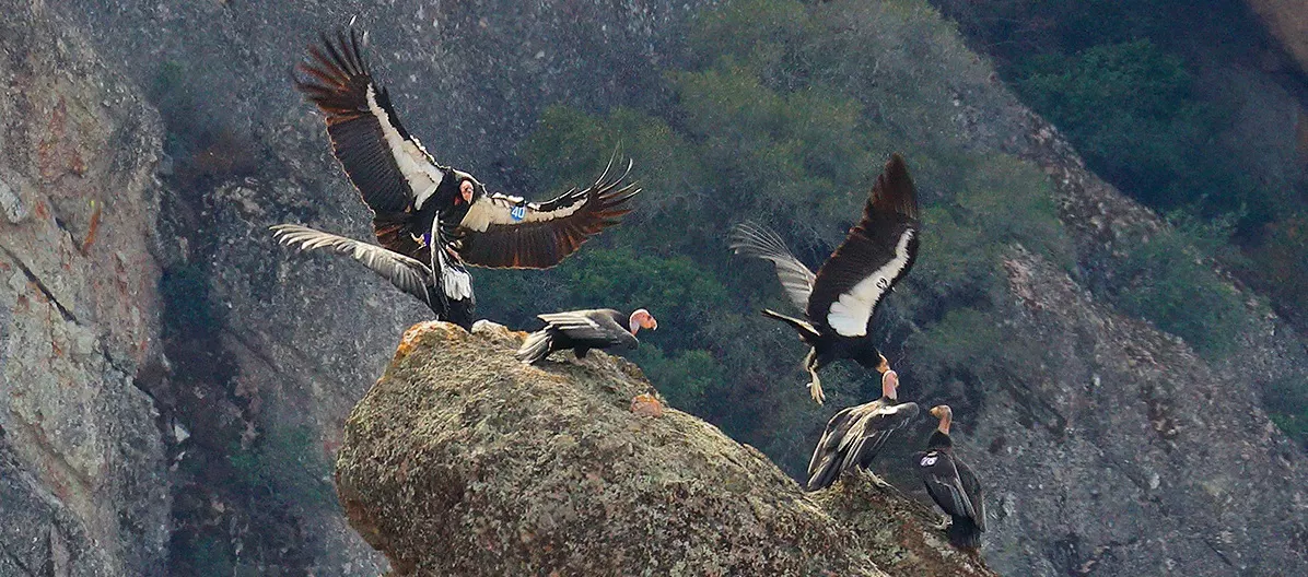 National Parks Service Photo of condors in high peaks at Pinnacles National Park