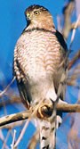 A Cooper's hawk perches in a tree.