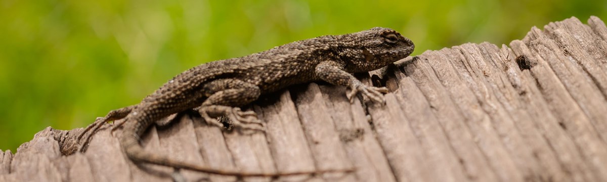 fence lizard fence lizard