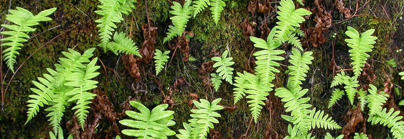 California polypody ferns in a mossy, moist environment.