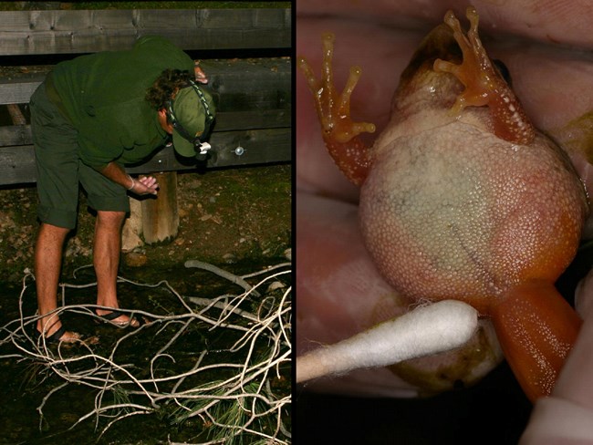 Testing a Pacific tree frog for Bd. Testing a Pacific tree frog for Bd.