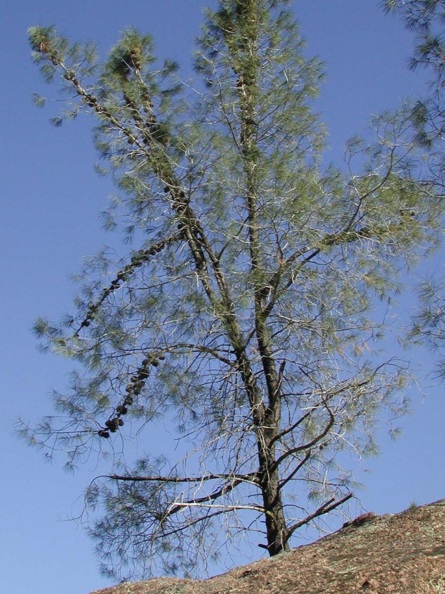 Gray Pine ontop of a rock formation at Pinnacles.