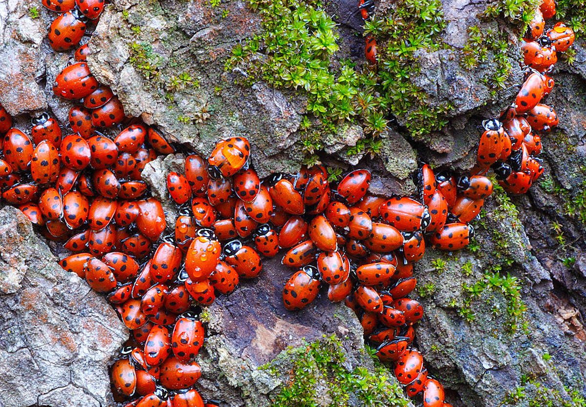 Ladybug (U.S. National Park Service)