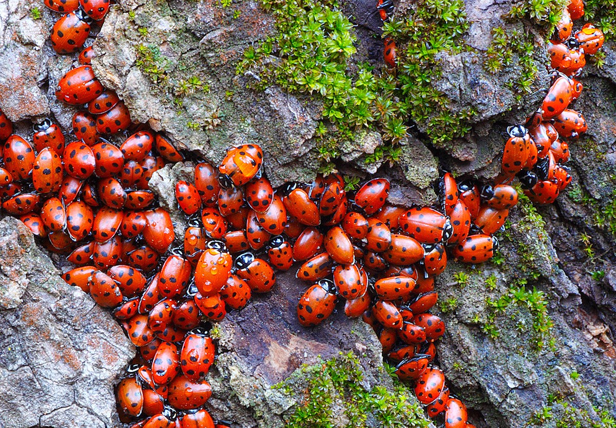 Ladybugs Massed