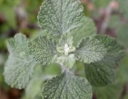 This close-up photo shows the tiny wooly hairs on horehound leaves. This close-up photo shows the tiny wooly hairs on horehound leaves.