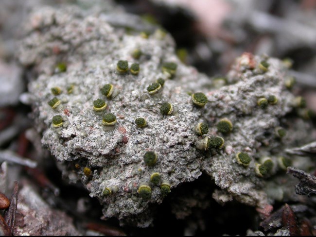 Close up of Texosporium sancti-jacobi, a rare lichen.