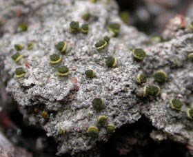 Texosporium sancti-jacobi Texosporium sancti-jacobi