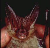 Townsend's Big-eared Bats have large ears that they roll up when hibernating. Townsend's Big-eared Bats have large ears that they roll up when hibernating.