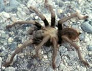 Photo of a tarantula Photo of a tarantula