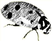 Drawing of a ladybug Drawing of a ladybug