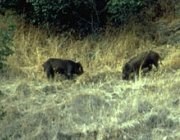 Two feral pigs root for acorns Two feral pigs root for acorns