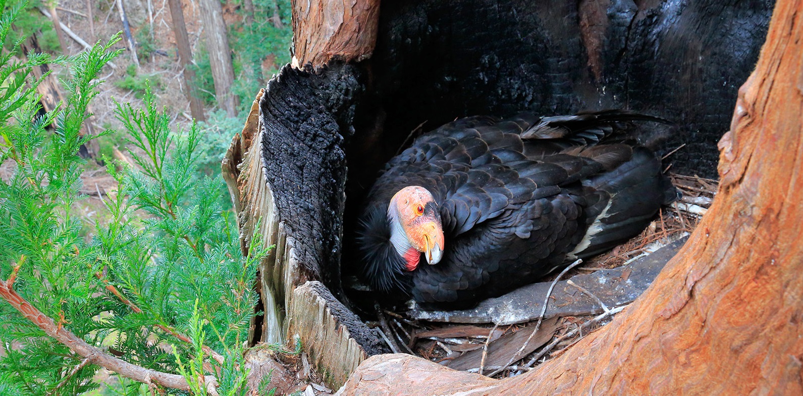 California Condor Facts - Pinnacles National Park (U.S. National Park