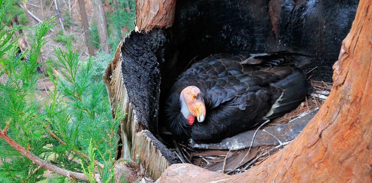 redwood nest