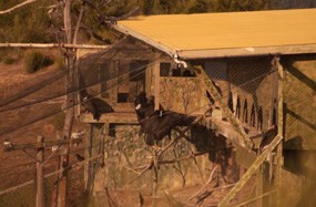 The flight pen at Pinnacles National Monument on the morning of the release